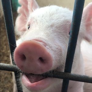 Meet your Posher, Sara